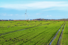 Feld - Gänse