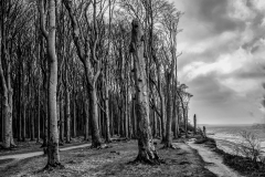 Gespensterwald
