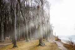 Gespensterwald
