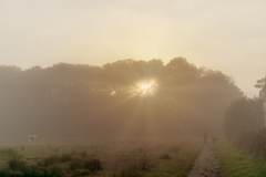 Nebel am Morgen