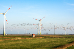 Windräder mit Gänse