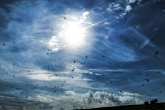 Wolken und Möwen
