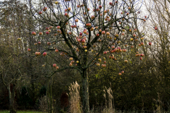 Apfelbaum