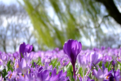 Crocus 2