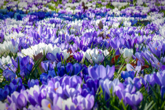 Crocus 3