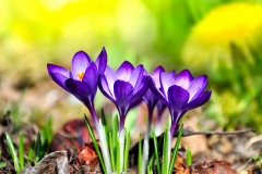Crocus