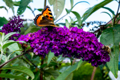 Schmetterlingsblume