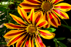 Blume