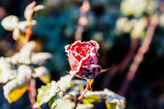 Eisrose