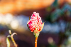Eisrose