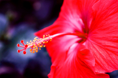 Hibiscus