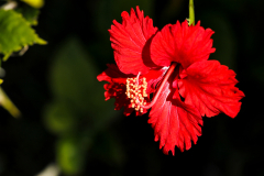 Hibiscus