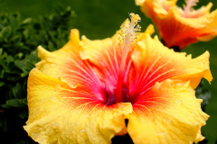 Hibiscus