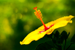 Hibiscus