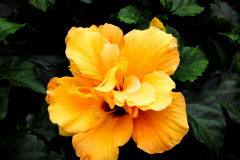 Hibiscus