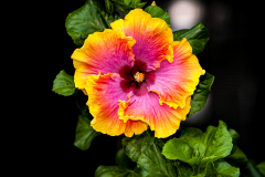Hibiscus