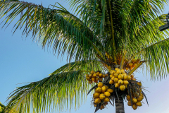 King Coconut