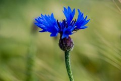 Kornblume