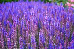 Lavendel