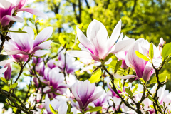 Magnolie