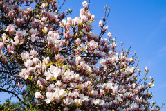 Magnolie