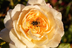 Rose mit Biene