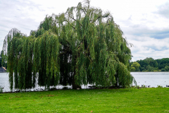 Trauerweide