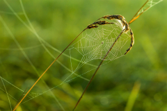 Spinennetz