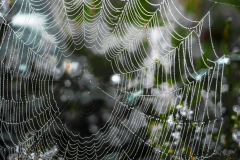 Spinnennetz im Morgentau