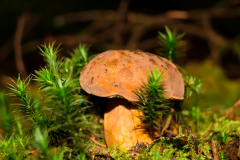 Steinpilz