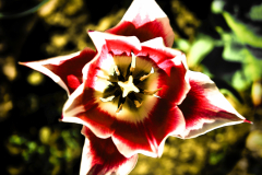 Tulpe
