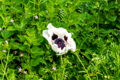 Weißer Mohn