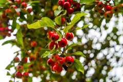 Wildapfel