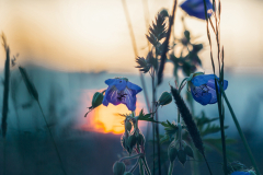 Mohn