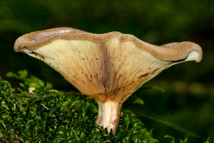 Krempling