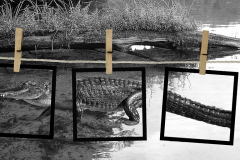 Kroko