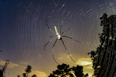 Spinne auf Sri Lanka
