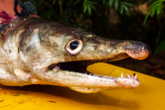 Raubfisch -Sri Lanka