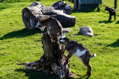 Ziegen