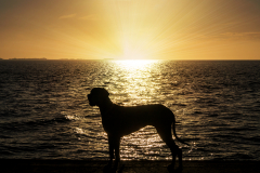 Deutsche Dogge