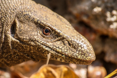 Waran Sri Lanka