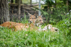 Luchs Familie