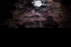 Schafe bei Nacht