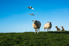 Schafe mit Gänse